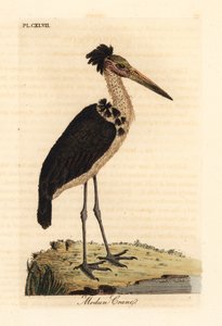 Küçük emir subayı, Leptoptilos javanicus. Hassas. (Modun kafatası.) John Latham tarafından kendi A General History of Birds, Winchester