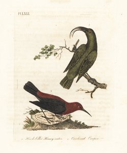 Küçük akialoa, Hemignathus obscurus (soyu tükenmiş) ve kardinal myzomela, Myzomela cardinalis. (Kanca gagalı yeşil bal yiyici, Certhia obscura, Hawaii