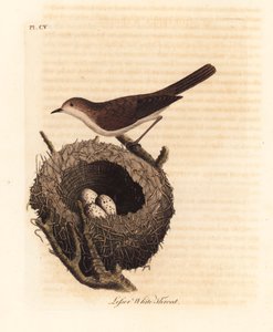 Küçük beyaz boğaz, Sylvia curruca, yuva ve yumurta ile. (Küçük beyaz boğaz ötleğen, Sylvia sylviella.) John Latham tarafından kendi A General History of Birds, Winchester