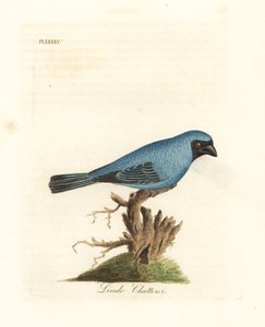 Lindo gevezeliği. Belki kırlangıç tanager, Tersina viridis, ama vücudunun alt kısmı beyaz değil, mavi. John Latham tarafından kendi A General History of Birds, Winchester
