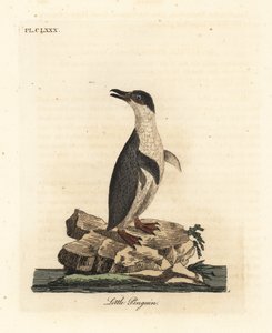 Küçük penguen, Eudyptula minor veya beyaz yüzgeçli penguen, Eudyptula minor albosignata (Aptenodytes minor). John Latham tarafından kendi A General History of Birds, Winchester