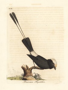 Uzun kuyruklu tiran, Colonia Colonus (Perulu sinekkapan, Le Colon). John Latham tarafından kendi A General History of Birds, Winchester