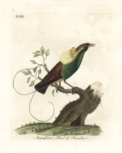 Muhteşem cennet kuşu, Diphyllodes magnificus (Paradisea magnifica). John Latham tarafından kendi A General History of Birds, Winchester