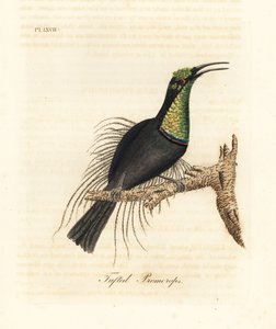 Muhteşem tüfek kuşu, Ptiloris magnificus (Püsküllü promerops). Bullock Müzesi