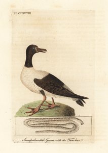 Saksağan kazı, Anseranas semipalmata ve nefes borusunun anatomik detayı. (Yarı palmiyeli ördek, Anas semipalmatus.) John Latham tarafından kendi A General History of Birds, Winchester