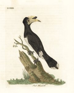 Malabar ayak hornbill, Anthracoceros coronatus (Pied hornbill, Buceros malabaricus). John Latham tarafından kendi A General History of Birds, Winchester
