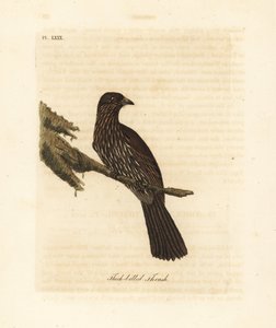 Yeni Zelanda Güney Adası piopio, Turnagra capensis. Nesli tükenmiş. (Kalın gagalı pamukçuk, Turdus crassirostris.) John Latham tarafından kendi A General History of Birds, Winchester