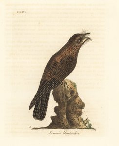 Kuzey potoo, Nyctibius jamaicensis (Jamaikalı goatsucker, Caprimulgus jamaicensis). John Latham tarafından kendi A General History of Birds, Winchester
