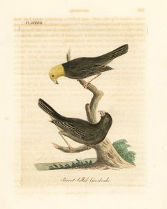 Veya, Psittirostra psittacea, erkek (üstte) ve dişi. Tehlikede, muhtemelen soyu tükenmiş. (Papağan gagalı grosbeak, Loxia psittacea). John Latham tarafından kendi A General History of Birds, Winchester