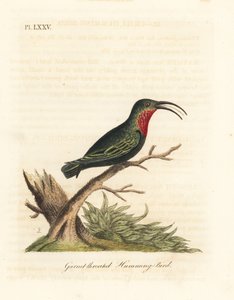 Mor boğazlı carib, Eulampis jugularis (Garnet boğazlı sinek kuşu, Trochilus granatinus). John Latham tarafından kendi A General History of Birds, Winchester
