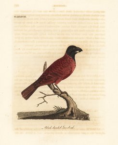 Kırmızı-siyah grosbeak, Periporphyrus erythromelas. Yakın tehdit. (Siyah başlı grosbeak, Loxia erythromelas.) John Latham tarafından kendi A General History of Birds, Winchester