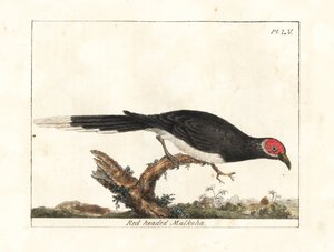 Kırmızı yüzlü malkoha, Phaenicophaeus pyrrhocephalus. Hassas. (Kızıl başlı malkoha, Cuculus pyrrhocephalus.) John Latham tarafından kendi A General History of Birds, Winchester