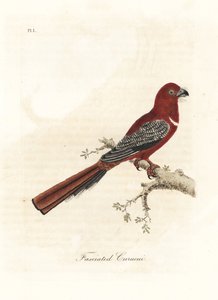 Kızıl başlı trogon, Harpactes erythrocephalus (Fasciated curucui, Trogon fasciatus). John Latham tarafından kendi A General History of Birds, Winchester