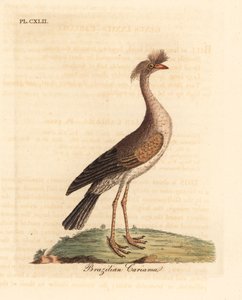 Kırmızı bacaklı seriema veya tepeli cariama, Cariama cristata (Brezilya cariama, Palamedea cristata). John Latham tarafından kendi A General History of Birds, Winchester