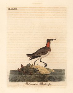 Kırmızı boyunlu phalarope, Phalaropus lobatus (Phalaropus hyperboreus). John Latham tarafından kendi A General History of Birds, Winchester