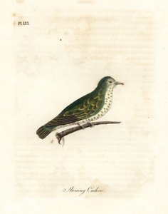 Parlayan bronz guguk kuşu, Chrysococcyx lucidus (Parlayan guguklu, Cuculus lucidus). John Latham tarafından kendi A General History of Birds, Winchester