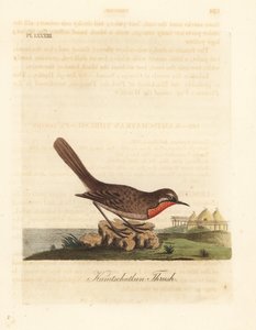 Sibirya yakut boğazı, Luscinia calliope (Kamschatkan ardıç kuşu, Turdus calliope). John Latham tarafından kendi A General History of Birds, Winchester