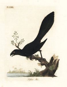 Düz gagalı ani veya daha az ani, Crotophaga ani. John Latham tarafından kendi A General History of Birds, Winchester