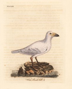 Karlı kılıf, Chionis albus (Beyaz kılıf gagası, Vaginalis chionis). John Latham tarafından kendi A General History of Birds, Winchester