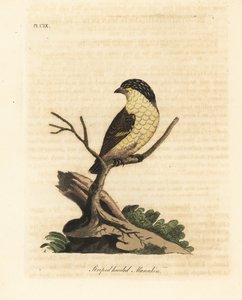 Çizgili pardalot, Pardalotus striatus (Çizgili başlı manakin, Pipra striata). John Latham tarafından kendi A General History of Birds, Winchester