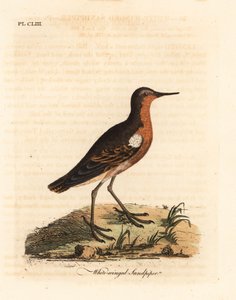 Tahiti kum kuşu, Prosobonia leucoptera. Nesli tükenmiş. (Beyaz kanatlı kum kuşu, Tringa leucoptera.) John Latham tarafından kendi A General History of Birds, Winchester