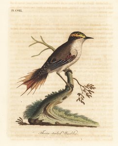Diken kuyruklu rayadito, Aphrastura spinicauda (Diken kuyruklu ötleğen, Sylvia spinicauda). John Latham tarafından kendi A General History of Birds, Winchester