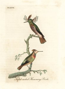 Püsküllü musluklar, Lophornis ornatus (Püsküllü boyunlu sinek kuşları, Trochilus ornatus). Erkek ve kadın. John Latham tarafından kendi A General History of Birds, Winchester