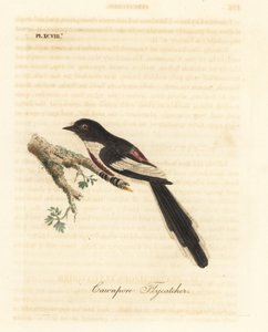 Beyaz karınlı minivet, Pericrocotus erythropygius (Cawnpore sinekkapan). Hindistan. John Latham tarafından kendi A General History of Birds, Winchester