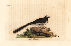 Beyaz kaşlı kuyruksallayan altın geniş ayak kuyruksallayan, Motacilla maderaspatensis. (Hindistan