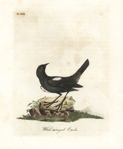 Beyaz omuzlu tanger, Tachyphonus luctuosus (Beyaz kanatlı oriole, Oriolus leucopterus). John Latham tarafından kendi A General History of Birds, Winchester