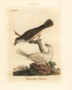 Beyaz çan kuşu, Procnias albus, erkek ve dişi (Karunkül geveze, Ampelis carunculata). John Latham tarafından kendi A General History of Birds, Winchester
