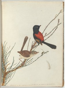 Scarlet ve siyah ötleğen.Lewin, John. Doğal tarihleriyle Yeni Güney Galler Kuşları. Sidney-G by John William Lewin