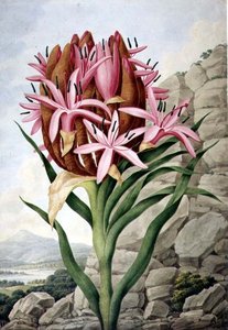 PD.757-1973 Mızrak Zambak (Doryanthes excellsa)