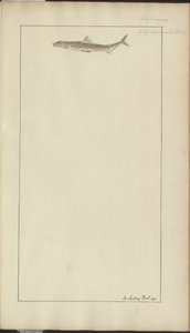Lindsay Çizimleri Vol. VII, 23 by John Lindsay