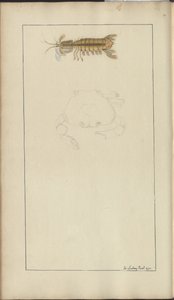 Lindsay Çizimleri Vol. VII, 24 by John Lindsay
