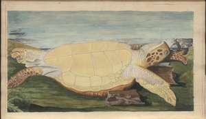 Lindsay Çizimleri Vol. VII, 31 by John Lindsay
