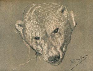 Bir Kutup Ayıları Kafasının Çalışması, c1901 by John Macallan Swan