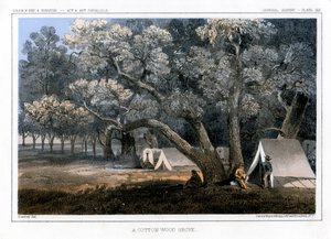Bir Pamuk Ormanı, 1856 by John Mix Stanley