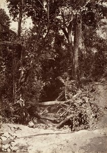 Tropikal Manzara, Brook El Bano, Chipigana, 1871.