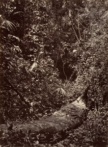 Tropikal Manzara, Tropikal Orman, 1871.
