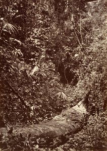 Tropikal Manzara, Tropikal Orman, 1871.
