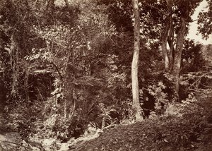 Tropikal Manzara, Chipigana Yakınında Görünüm, 1871. by John Moran