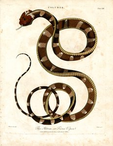 Afrika Engereği (Coluber) by John Pass