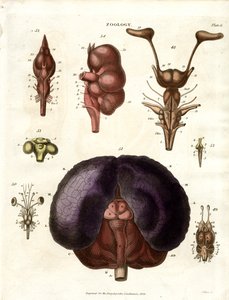 Beyin ve Sinir Sisteminin Anatomik Çizimleri (Levha 6) by John Pass
