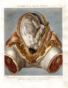 Gravid Uterusun Anatomisi by John Pass
