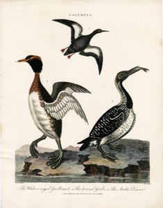 Colymbus Cinsi Arktik Deniz Kuşları by John Pass