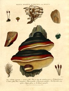Blasia; Boletus; Buxbaumia; ve Byssus by John Pass