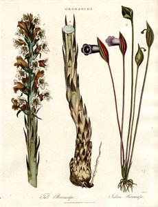 Süpürgeotu ve Arum Türleri by John Pass