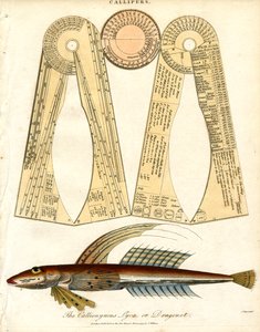 Callipers ve Dragonet Balıkları by John Pass