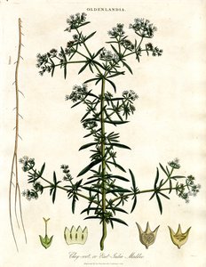 Chay-root veya Doğu Hindistan Madder by John Pass